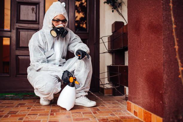 Attic and Crawl Space Rodent Treatment in West Sayville