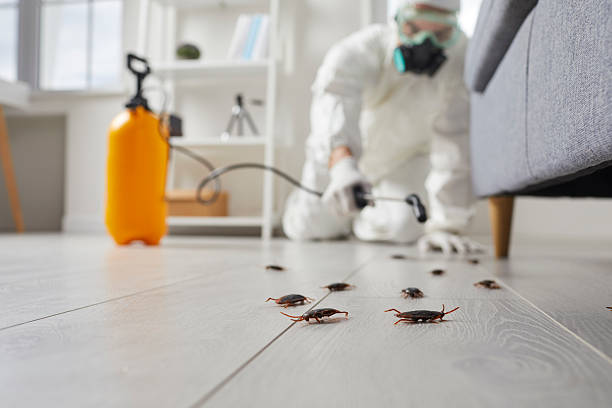Commercial Rodent Management in West Sayville